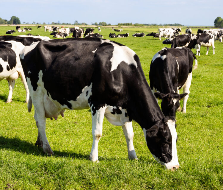 Sustainability image